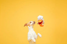 Load image into Gallery viewer, Bark Big Bill & Beak-A-Boo Fish