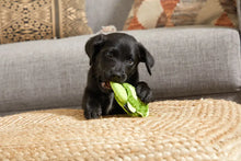 Load image into Gallery viewer, Bark Drop the Bass