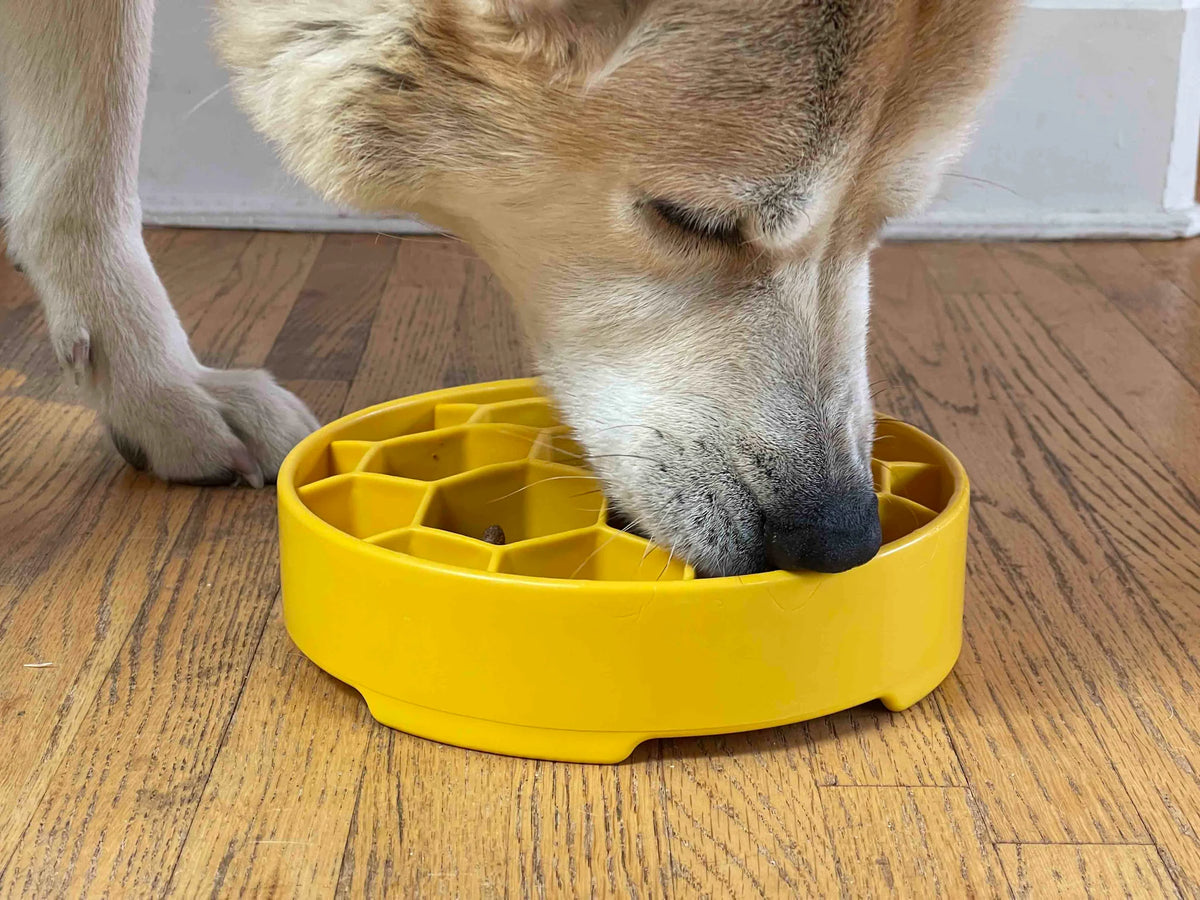 Enrichment Slow Feeder Dog Bowl Great Outdoors by Soda Pup