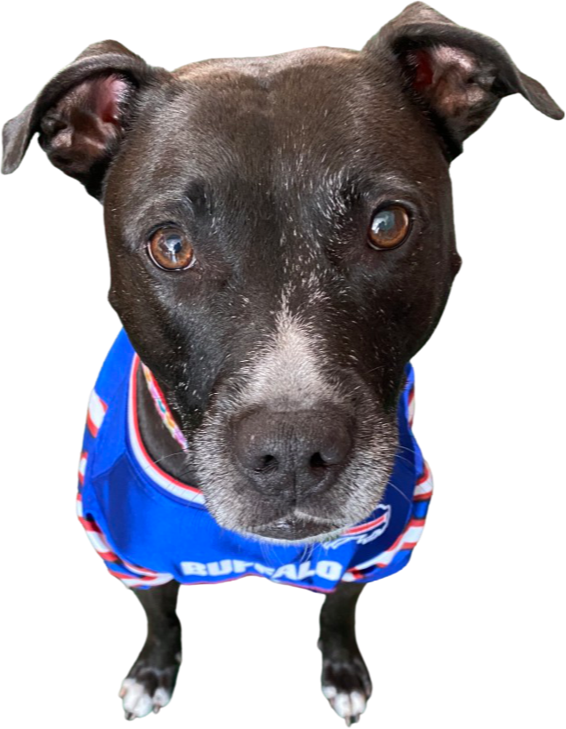 Buffalo 2024 bills dog