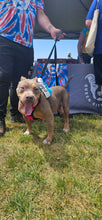 Load image into Gallery viewer, Spoil Zelda - an Adoptable Dog