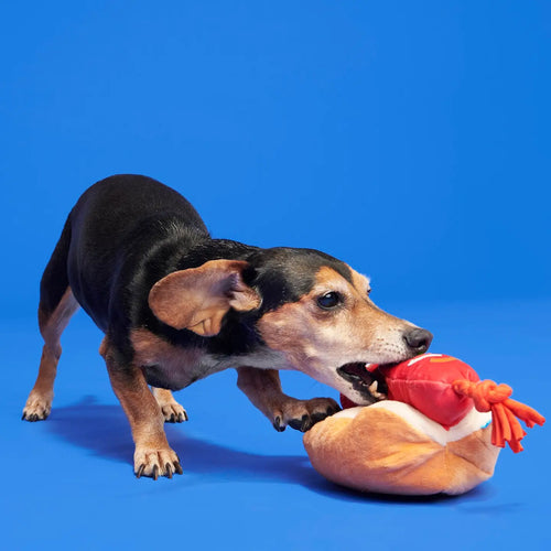Bark the Everything Dog