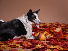 Load image into Gallery viewer, Bark Super Chewer Acornucopia Dog Toy Large