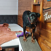 Load image into Gallery viewer, Spoil Rita - an Adoptable Dog