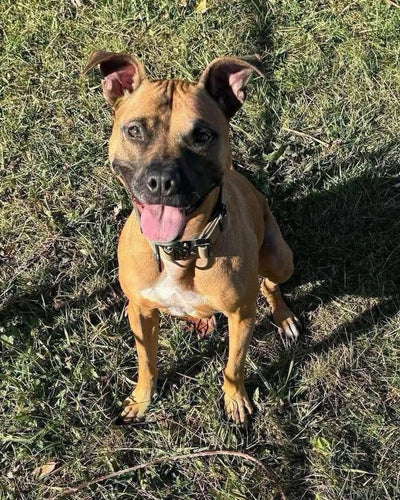 Spoil Sadie - an Adoptable Dog