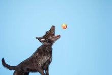 Load image into Gallery viewer, BARK Fresh Squeaked OJ Plush Dog Toy M