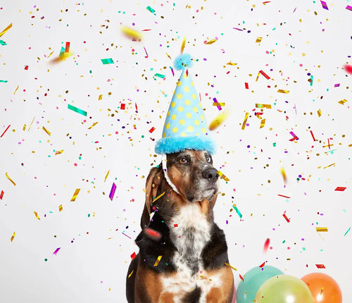 Bark The Party Farter
