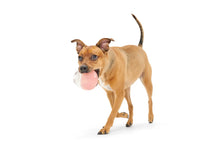 Load image into Gallery viewer, Bark Super Chewer Valentine's Tipsy Rosé Rubber Wine Dog Toy