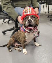 Load image into Gallery viewer, Spoil Gates - an Adoptable Dog