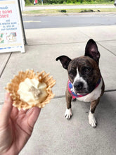 Load image into Gallery viewer, Spoil Gates - an Adoptable Dog