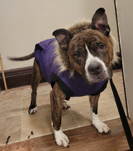 Load image into Gallery viewer, Spoil Gates - an Adoptable Dog