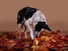 Load image into Gallery viewer, Bark Super Chewer Acornucopia Dog Toy Large