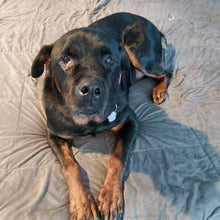 Load image into Gallery viewer, Spoil Rita - an Adoptable Dog