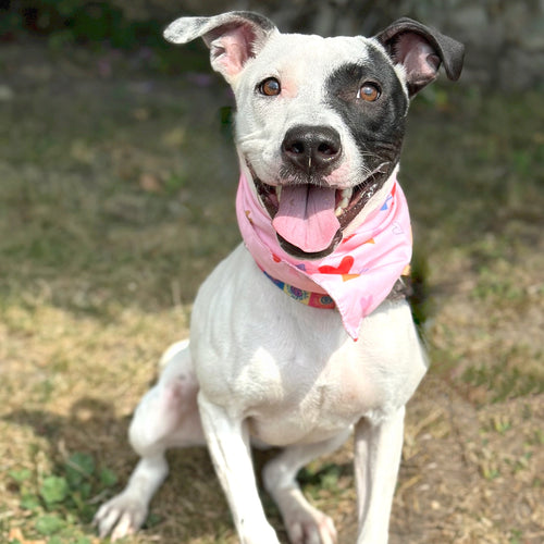 Spoil Darla - an Adoptable Dog