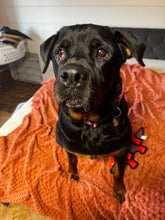 Load image into Gallery viewer, Spoil Rita - an Adoptable Dog