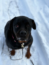 Load image into Gallery viewer, Spoil Rita - an Adoptable Dog