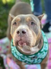 Load image into Gallery viewer, Spoil Zelda - an Adoptable Dog