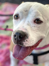 Load image into Gallery viewer, Spoil Orion - an Adoptable Dog