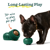Load image into Gallery viewer, Dog with chew toys and a chain on a transparent background