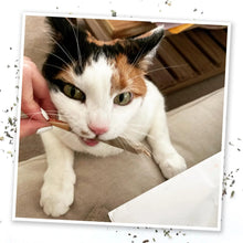 Load image into Gallery viewer, Meowijuana King Catnibas Joints