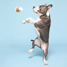 Load image into Gallery viewer, Bark Cup of Bark Roast Plush Dog Toy