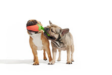 Load image into Gallery viewer, BARK Super Chewer Habanero Pupper Dog Chew Toy M/L