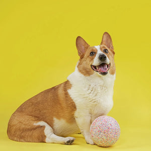 JollyPets Jolly Bean Soccer Ball