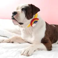 Load image into Gallery viewer, Rainbow Dog Collar Accessory