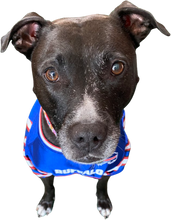 Load image into Gallery viewer, Buffalo Bills Pet Jersey (All Sales Final)