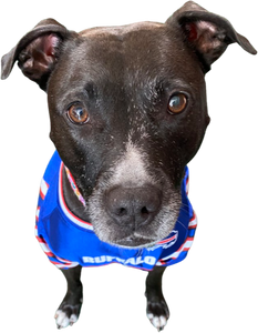 Buffalo Bills Pet Jersey (All Sales Final) - Main Image